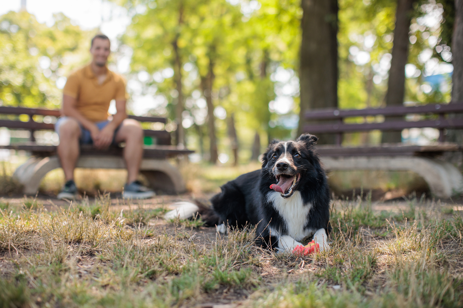 man with his dog at a park with green grass