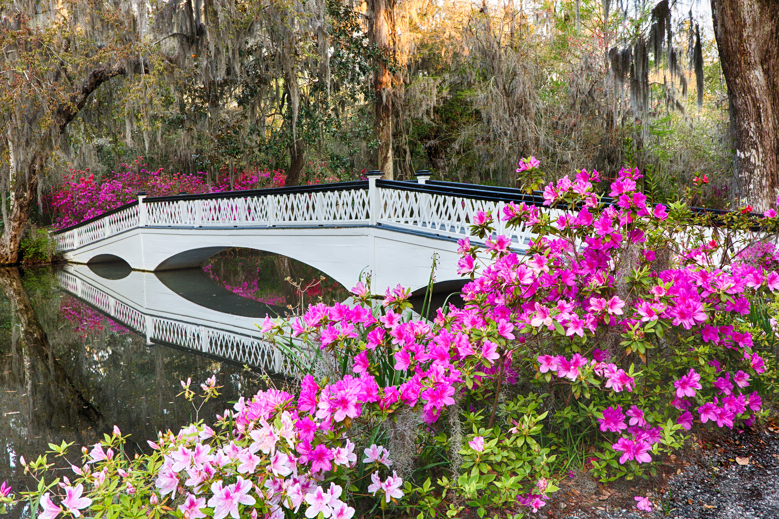 Magnolia Plantation xl.jpg