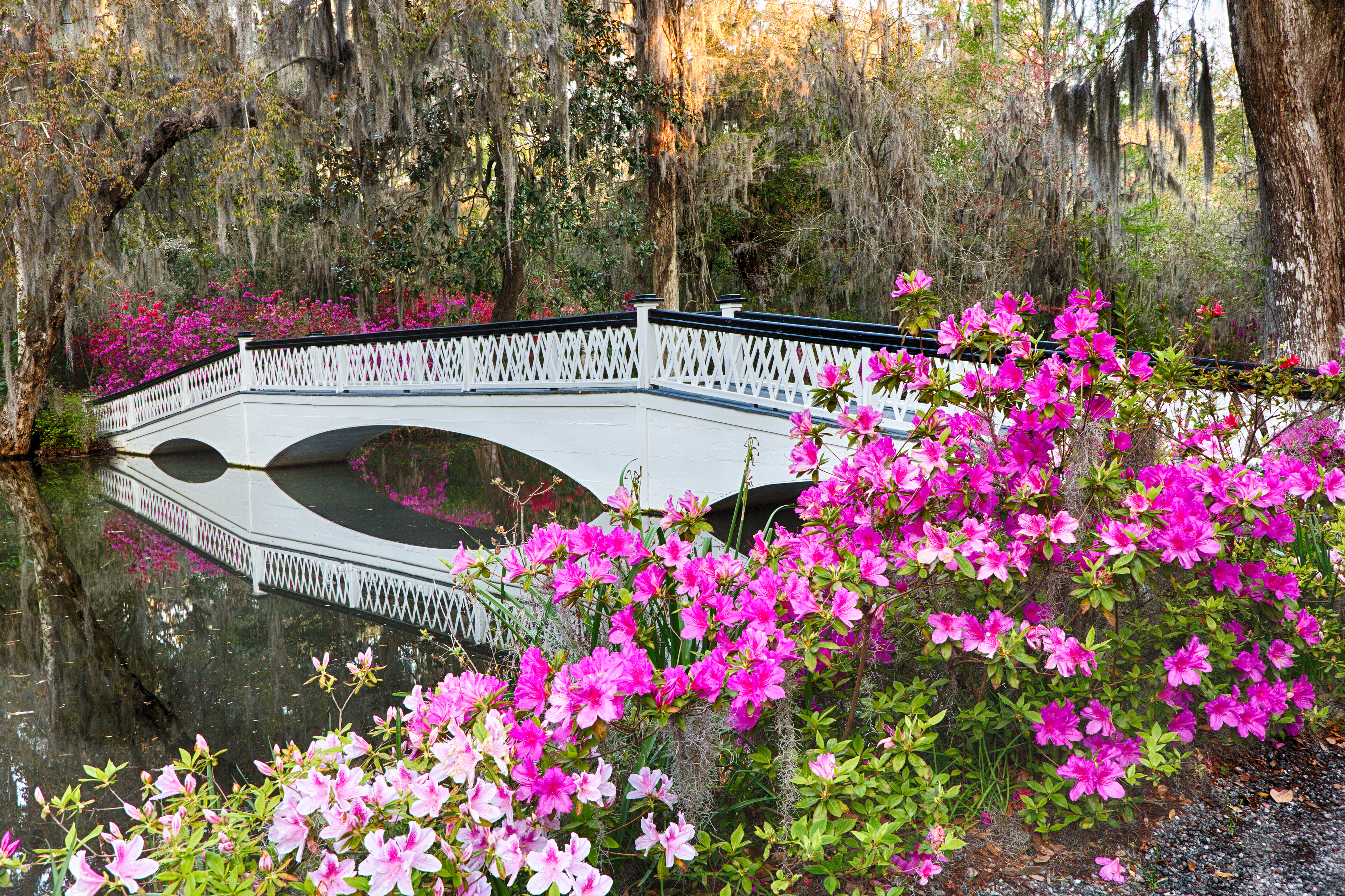Magnolia Plantation xl.jpg