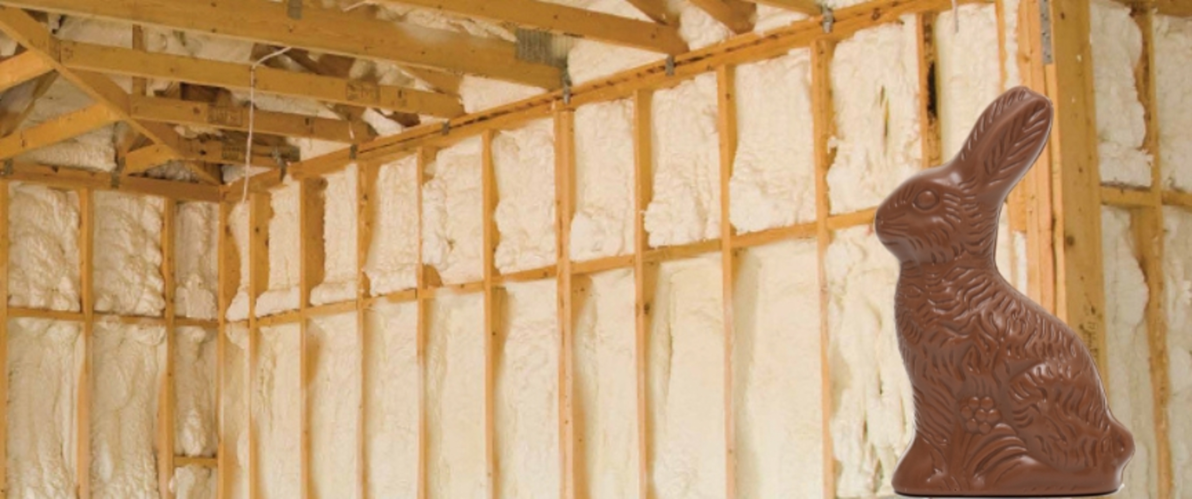 Show me the bunny.jpg